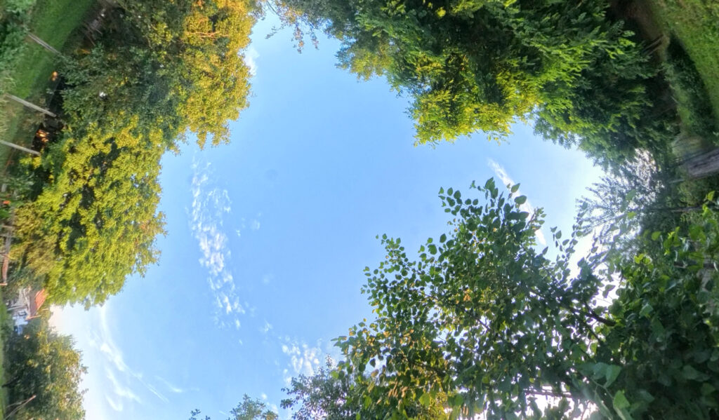 looking upwards through the trees at a blue sky with a small white cloud