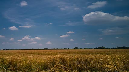 Field of golden wheat with a deep blue sky with white puffy clouds