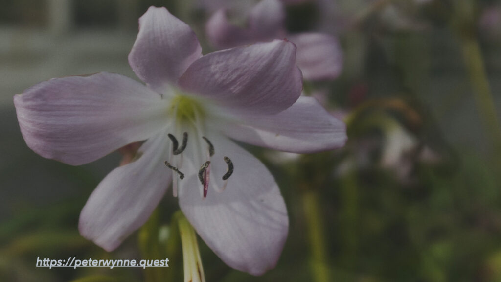 Belladonna lily (Amaryllis belladonna) plant by Peter