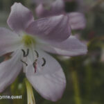 Belladonna lily (Amaryllis belladonna) plant by Peter