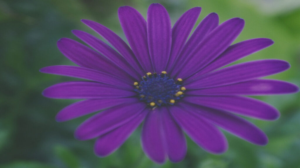 Photo of the Cape marguerite (Osteospermum ecklonis) flower with purple petals.