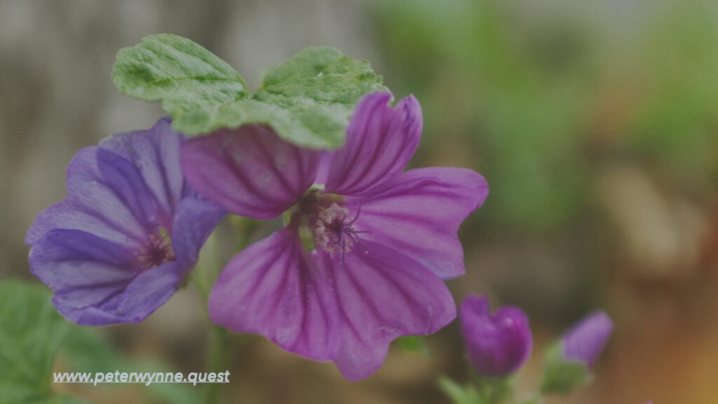 Photo by Peter Wynne of the Common mallow (Malva sylvestris) plant.