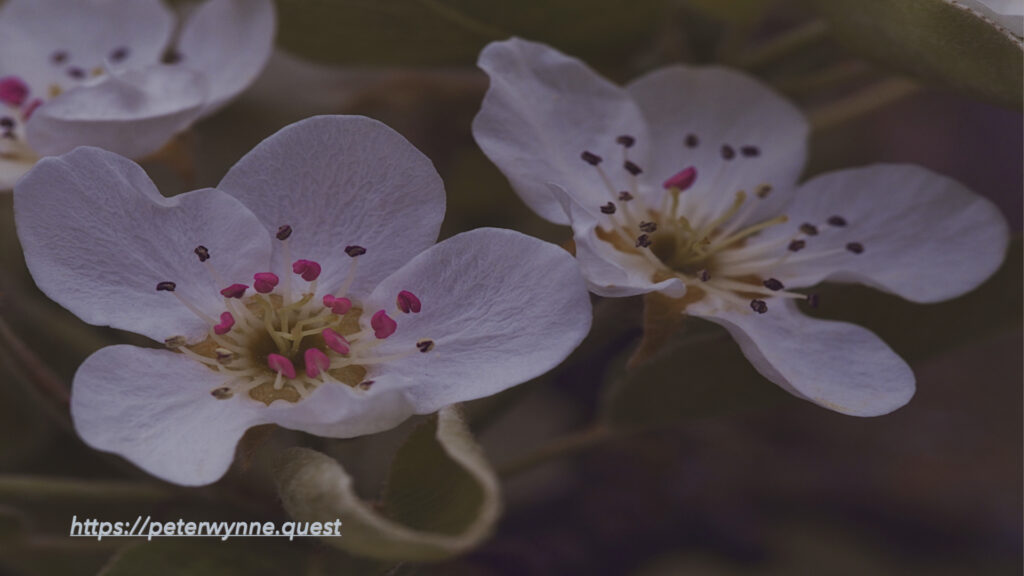Photo by Peter Wynne of two Common pear (Pyrus communis) flowers.