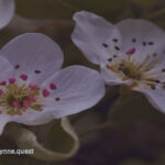 Photo by Peter Wynne of two Common pear (Pyrus communis) flowers.