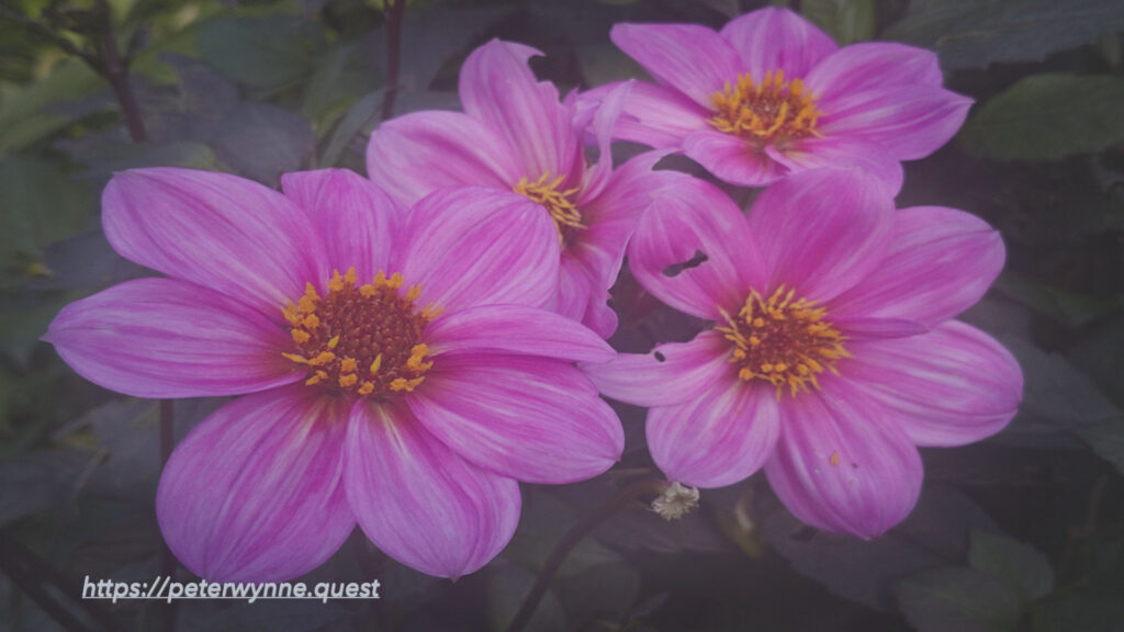 (Dahlia pinnata) flowers. Dahlia pinnata plants were grown by ancient Aztecs, and it is now the official flower of Mexico.