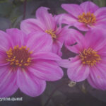(Dahlia pinnata) flowers. Dahlia pinnata plants were grown by ancient Aztecs, and it is now the official flower of Mexico.