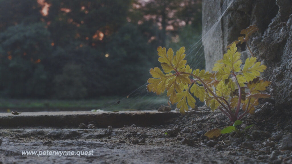 Photo by Peter Wynne of a seedling Herb robert (Geranium robertianum) growing on the windowsill of an old building with sunset reflecting through some trees in the background.