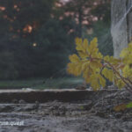 Photo by Peter Wynne of a seedling Herb robert (Geranium robertianum) growing on the windowsill of an old building with sunset reflecting through some trees in the background.