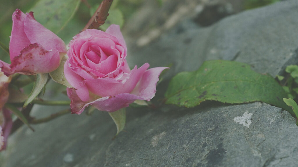 Photo by Peter Wynne of a Hybrid tea rose (Rosa hybrida) flower overhanging a lichen covered stone.