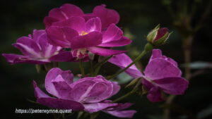 Photo by Peter Wynne of several hybrid tea rose (Rosa hybrida) dark red flowers.