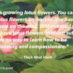 Photo by Peter Wynne of a calendar painting depicting an Indian Lotus (Nelumbo nucifera) flower and plant overlayed with the following quote by Thich Nhat Hanh: “It’s like growing lotus flowers. You cannot grow lotus flowers on marble. You have to grow them on the mud. Without mud you cannot have lotus flowers. Without suffering, you have no way to learn how to be understanding and compassionate.”