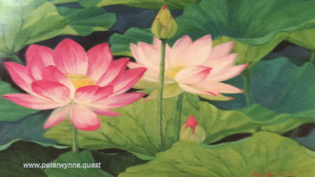 Photo by Peter Wynne of a painting depicting an Indian Lotus (Nelumbo nucifera) flower and plant