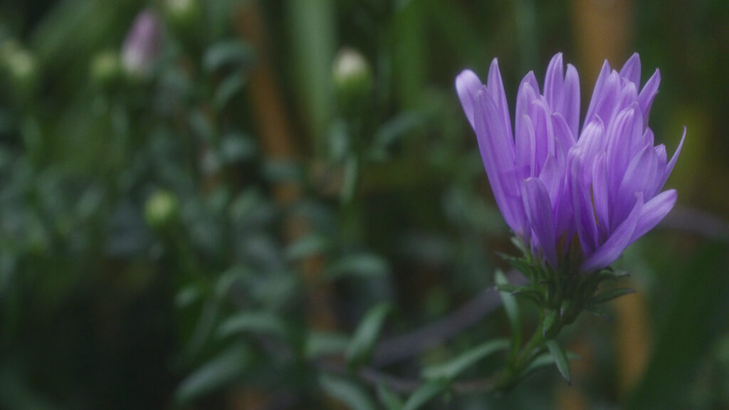 Photo by Peter Wynne of the New york aster (Symphyotrichum novi-belgii) flower from the side with its purple petals closed.