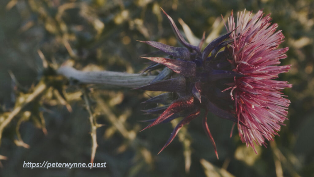 Photo by Peter Wynne of the flower and plant, Nodding thistle (Carduus nutans).