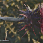 Photo by Peter Wynne of the flower and plant, Nodding thistle (Carduus nutans).