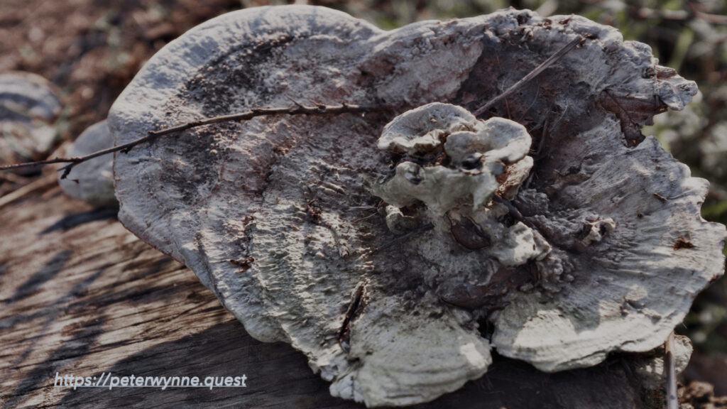 Photo by Peter Wynne of a Polyporaceae (Polyporaceae)
