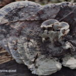 Photo by Peter Wynne of a Polyporaceae (Polyporaceae)