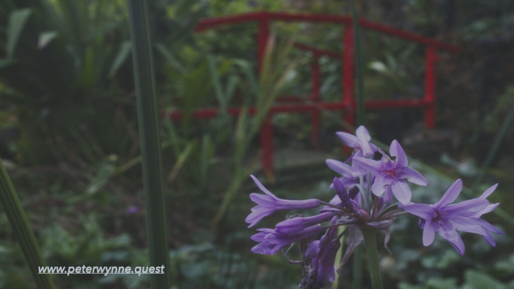 Photo by Peter Wynne taken in an urban garden, in the forefront the flower and plant, Society garlic (Tulbaghia violacea) and in the background a red foot bridge.