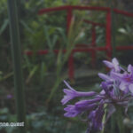 Photo by Peter Wynne taken in an urban garden, in the forefront the flower and plant, Society garlic (Tulbaghia violacea) and in the background a red foot bridge.