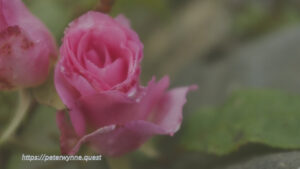 Photo by Peter Wynne of a pink Hybrid tea rose (Rosa hybrida) flower.
