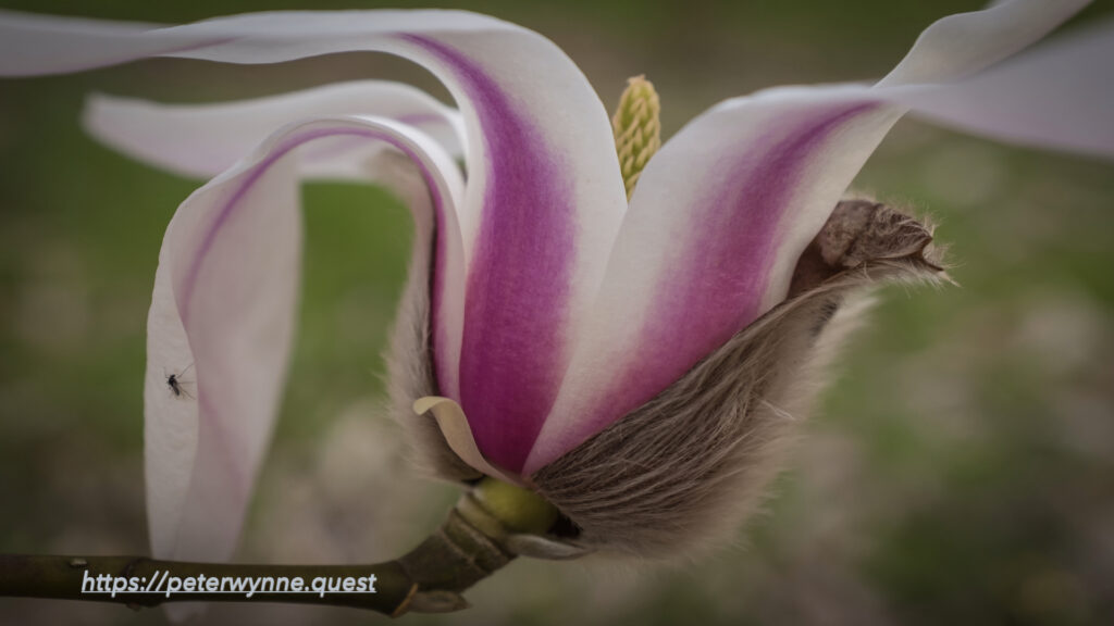Photo by Peter Wynne of a Lily magnolia (Magnolia liliiflora) purple and cream striped flower.