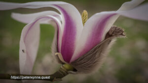 Photo by Peter Wynne of a Lily magnolia (Magnolia liliiflora) purple and cream striped flower.