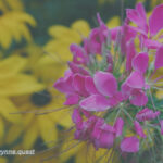 Photo by Peter Wynne of a lilac Spider flower (Cleome houtteana).