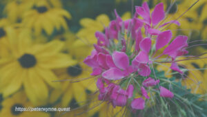 Photo by Peter Wynne of a lilac Spider flower (Cleome houtteana).