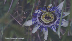 Photo by Peter Wynne of a blue Blue passionflower (Passiflora caerulea) flower.