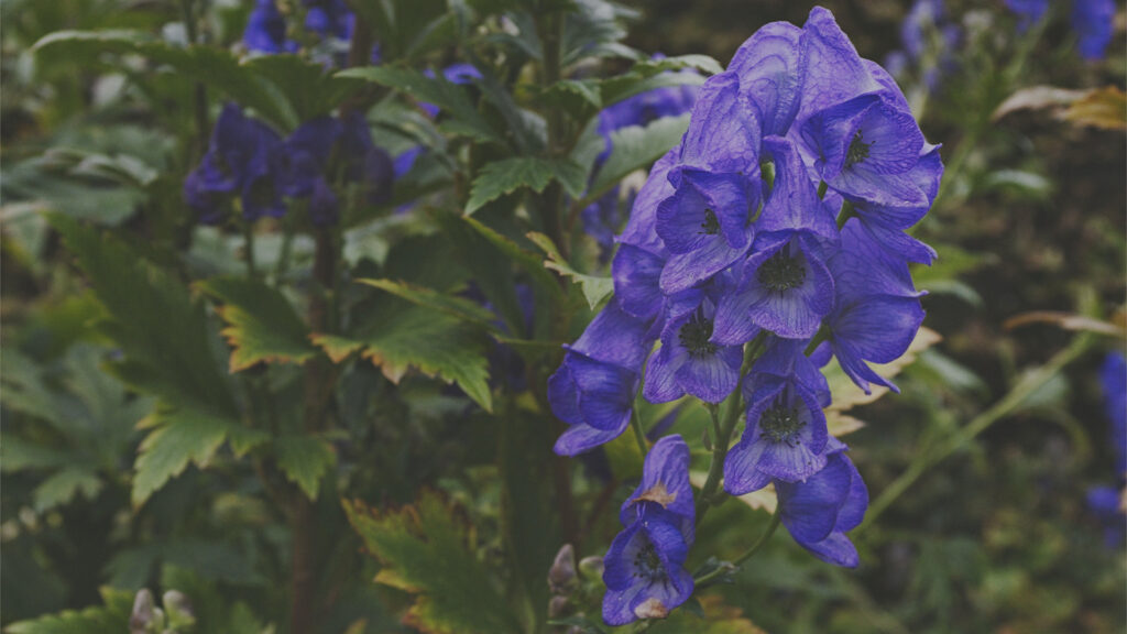 ALT: - Photo by Peter Wynne of a purple Chinese aconite (Aconitum carmichaelii) plant.