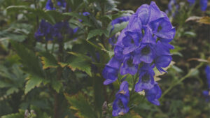 ALT: - Photo by Peter Wynne of a purple Chinese aconite (Aconitum carmichaelii) plant.