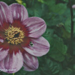 Photo by Peter Wynne of a pink Dahlia (Dahlia pinnata) flower.
