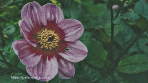 Photo by Peter Wynne of a pink Dahlia (Dahlia pinnata) flower.