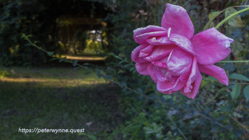 Photo by Peter Wynne of a pink garden rose (rosa chinensis) overhanging a sunlit pathway