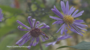 Photograph by Peter Wynne of 2 lilac New england aster (Symphyotrichum novae-angliae) flowers in bloom.
