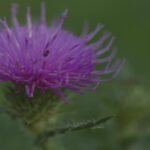 Photo by Peter Wynne of a purple Nodding thistle (Carduus nutans) flower.