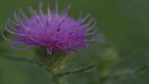 Photo by Peter Wynne of a purple Nodding thistle (Carduus nutans) flower.