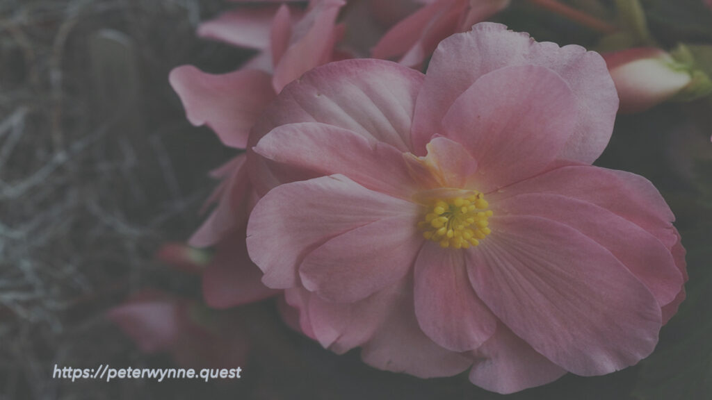Photo by Peter Wynne of a pink Wax begonia (Begonia cucullata) flower in bloom