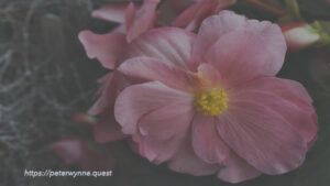 Photo by Peter Wynne of a pink Wax begonia (Begonia cucullata) flower in bloom