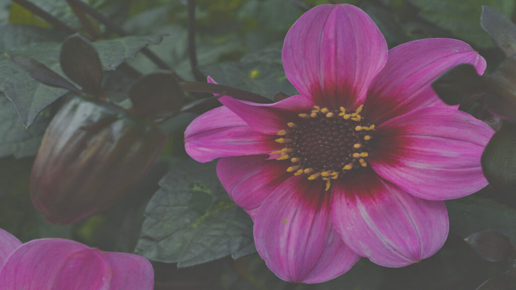Photo by Peter Wynne of a lilac Dahlia (Dahlia pinnata) flower.
