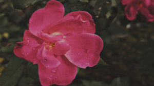 Photo by Peter Wynne of a pink Hybrid tea rose (Rosa hybrida) flower with raindrops on its petals.
