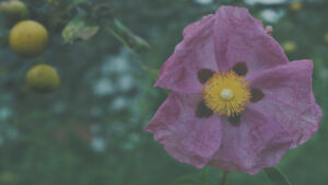 Photo by Peter Wynne of a pink Opium poppy (Papaver somniferum) flower.