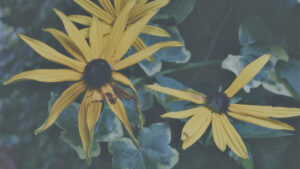 Photo by Peter Wynne of yellow orange coneflower (Rudbeckia fulgida) flowers.