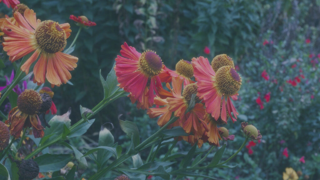 Photo by Peter Wynne of group of red and orange Sneezeweed (Helenium autumnale) flowers in a garden bed.