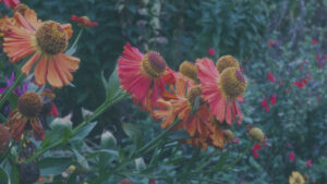 Photo by Peter Wynne of group of red and orange Sneezeweed (Helenium autumnale) flowers in a garden bed.